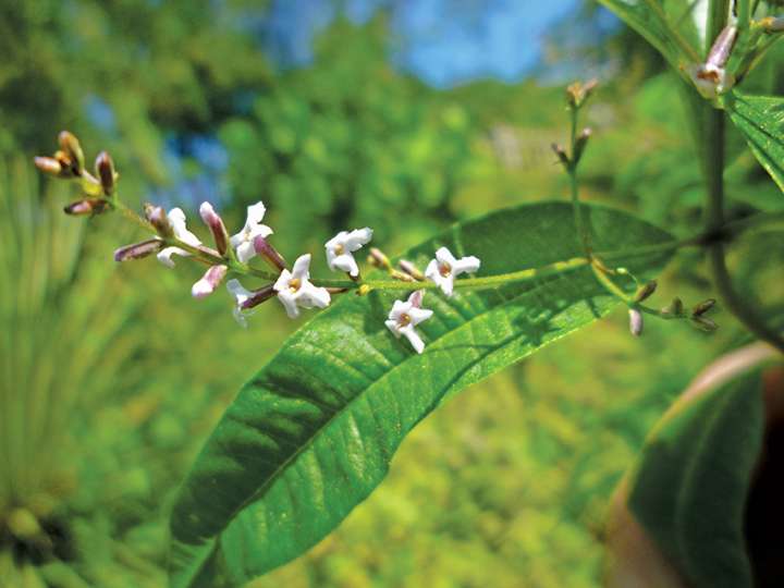 La verveine citronnée (Lippia citriodora) efficace contre le stress