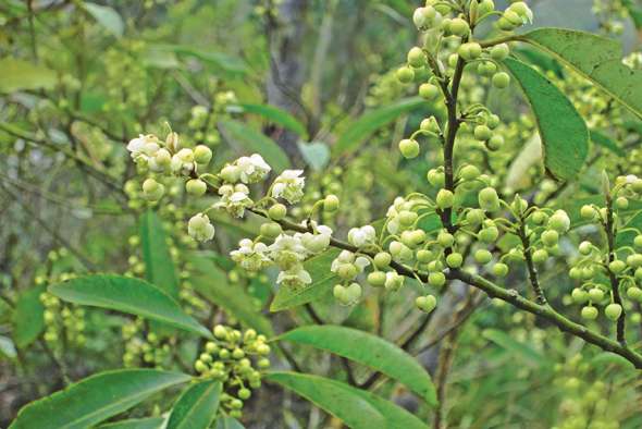 Litsée citronnée (litsea cubeba)