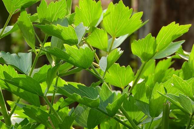 La Livèche - Bienfaits et culture de ce condiment - Plantes et Santé