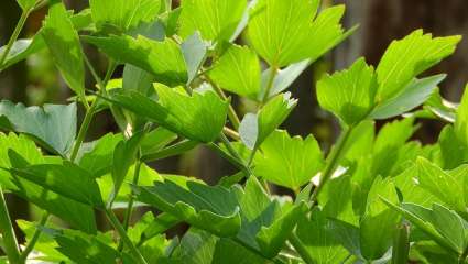 La livèche agit sur les organes d’élimination : les reins, le foie, la vessie, la peau, les poumons.