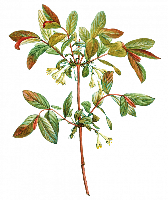 Chèvrefeuille (lonicera caerulea)