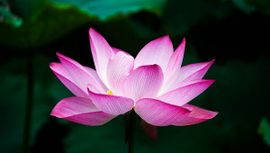lotus zen 