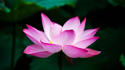 lotus zen 