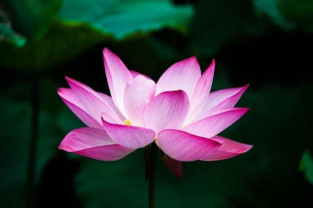 lotus zen 