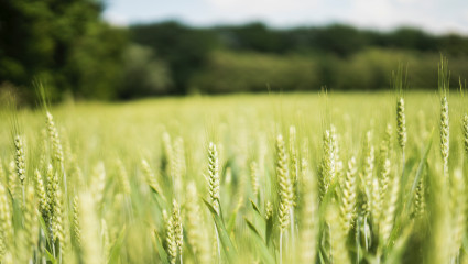 La biodiversité, plus efficace que les pesticides