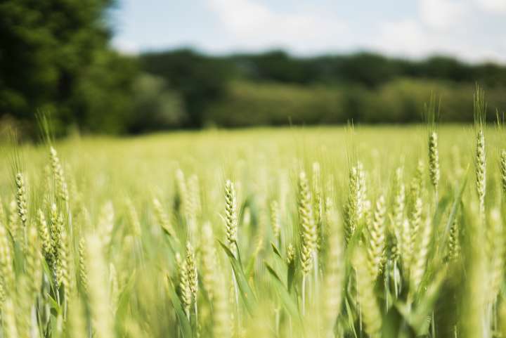 La biodiversité, plus efficace que les pesticides