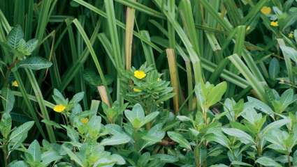 Ludwigia peploides