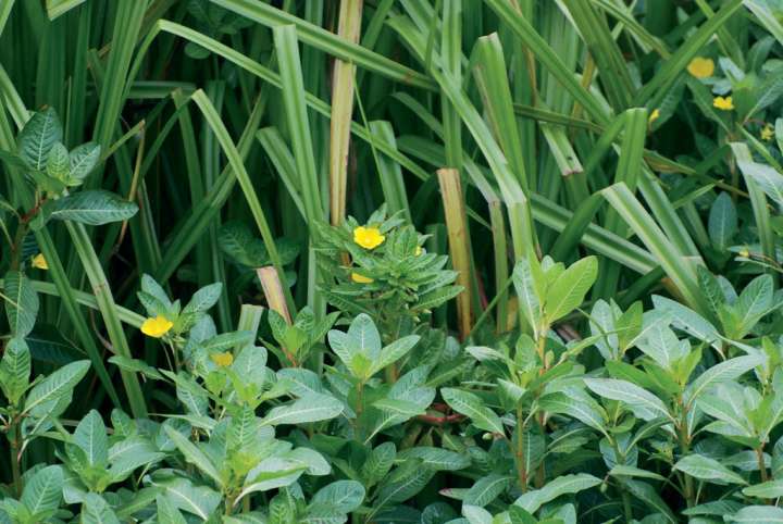 Ludwigia peploides