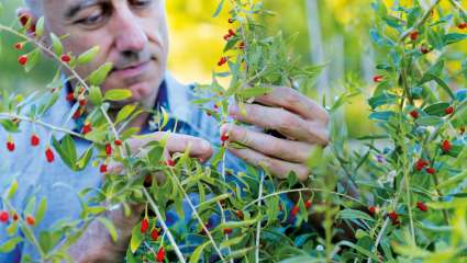 Christophe Bernard, conseiller en herboristerie et en phytothérapie