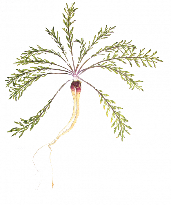 Maca (lepidium meyenii)