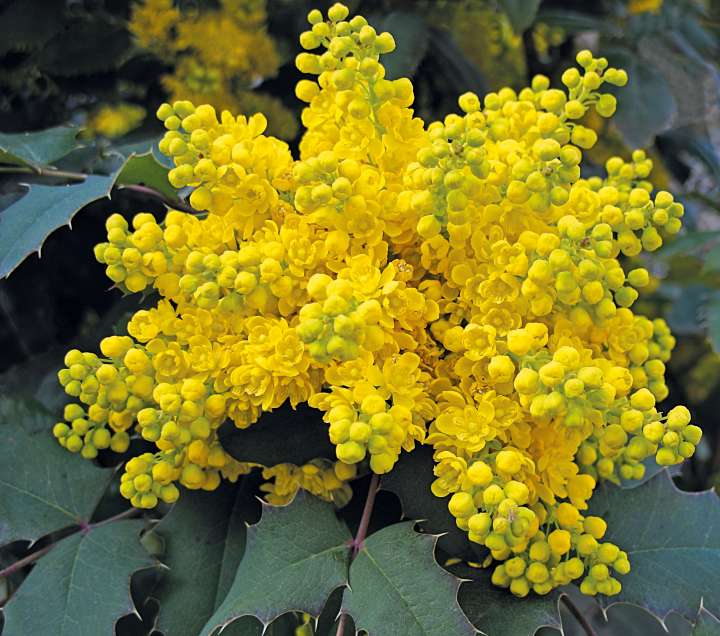 mahonia