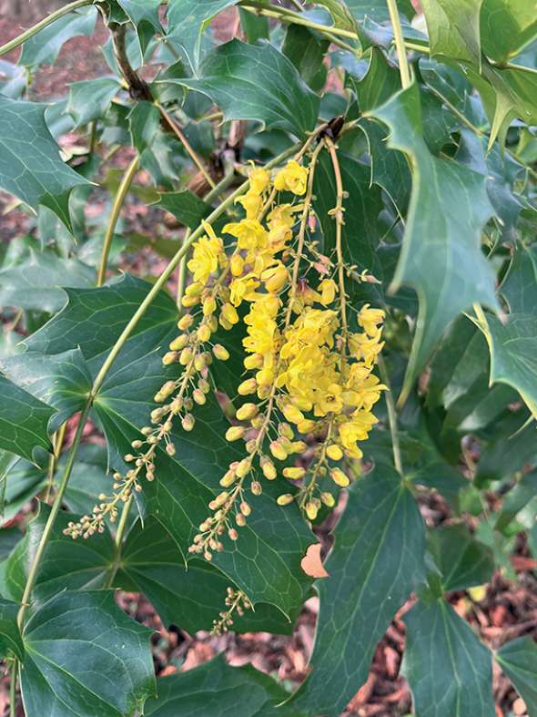 Mahonia (Mahonia bodinieri)