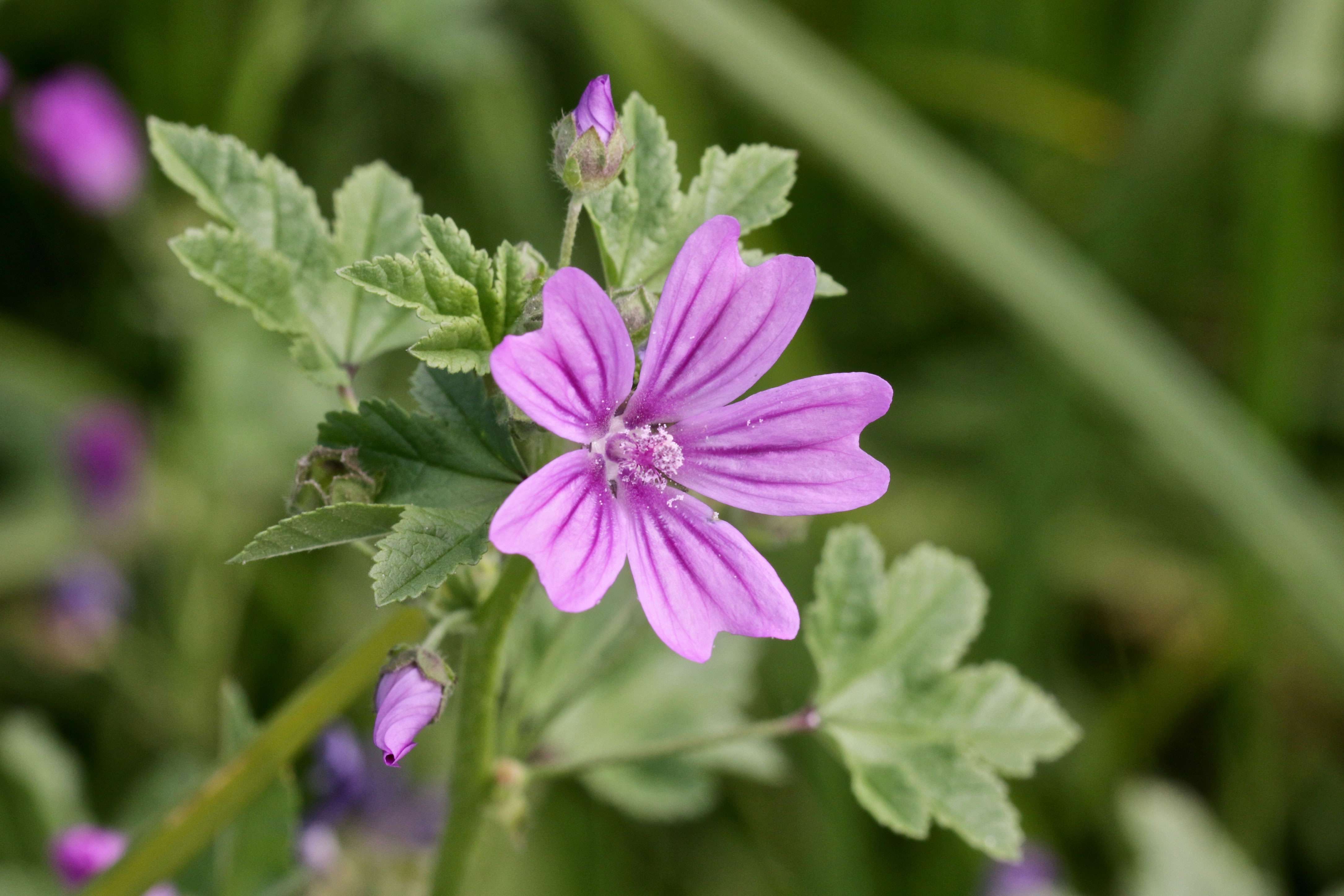 La mauve sylvestre (Malva sylvestris) calme les irritations- Plantes et ...
