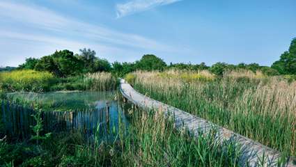 Le marais de Tasdon à La Rochelle : Du vert et du bleu au cœur de la « ville blanche »