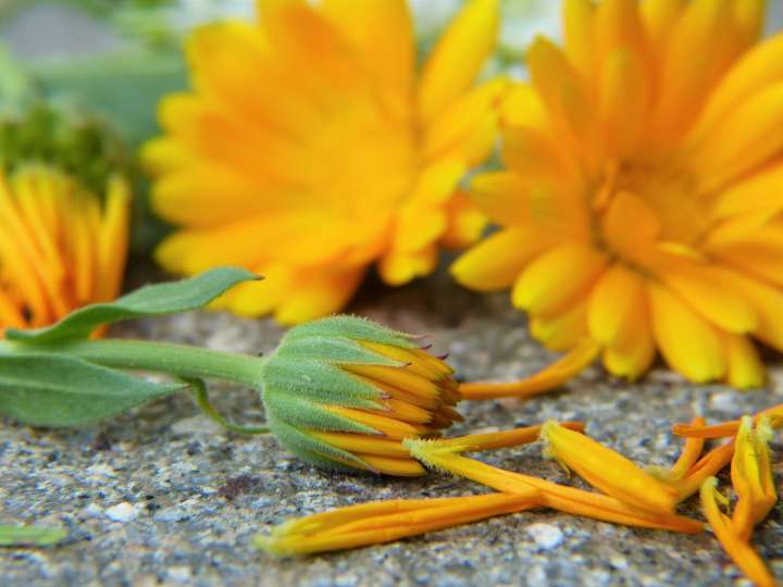 Calendula