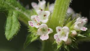 Marrubium vulgare