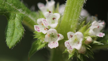 Marrubium vulgare