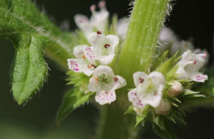 Marrubium vulgare