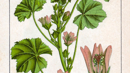 Mauve, Malva sylvestris