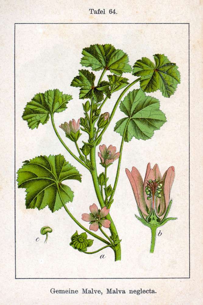 Mauve, Malva sylvestris