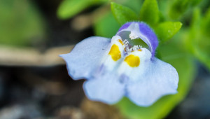 Mazus pumilus