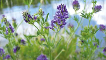 Luzerne cultivée (Medicago sativa)