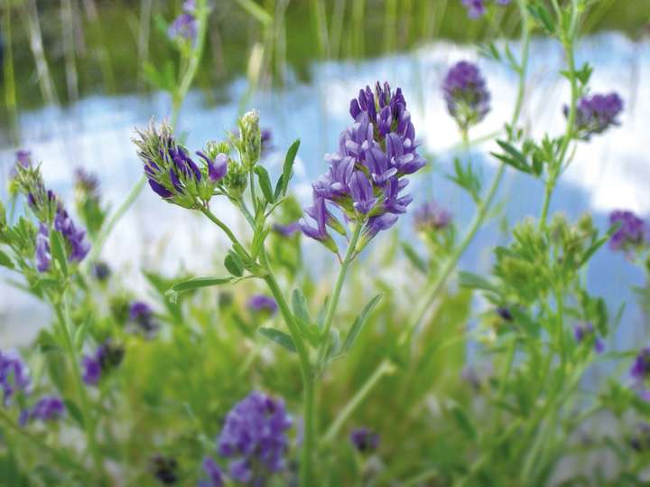 Luzerne cultivée (Medicago sativa)