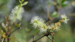 Melaleuca