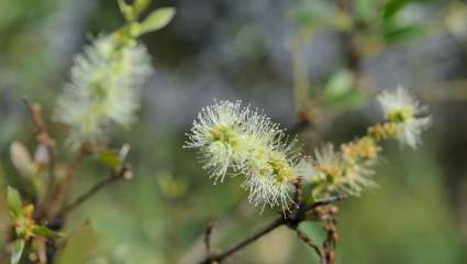 Melaleuca