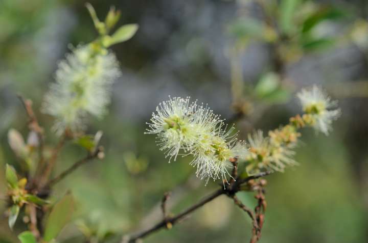 Melaleuca