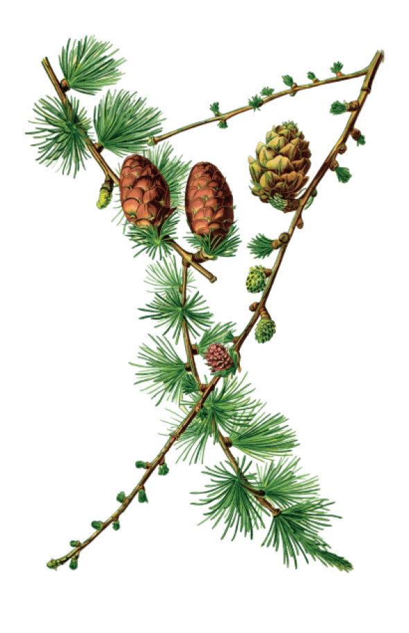 Larix decudua (Meleze d'Europe)