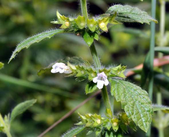 Mélisse officinale