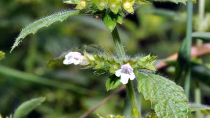 Melissa officinalis