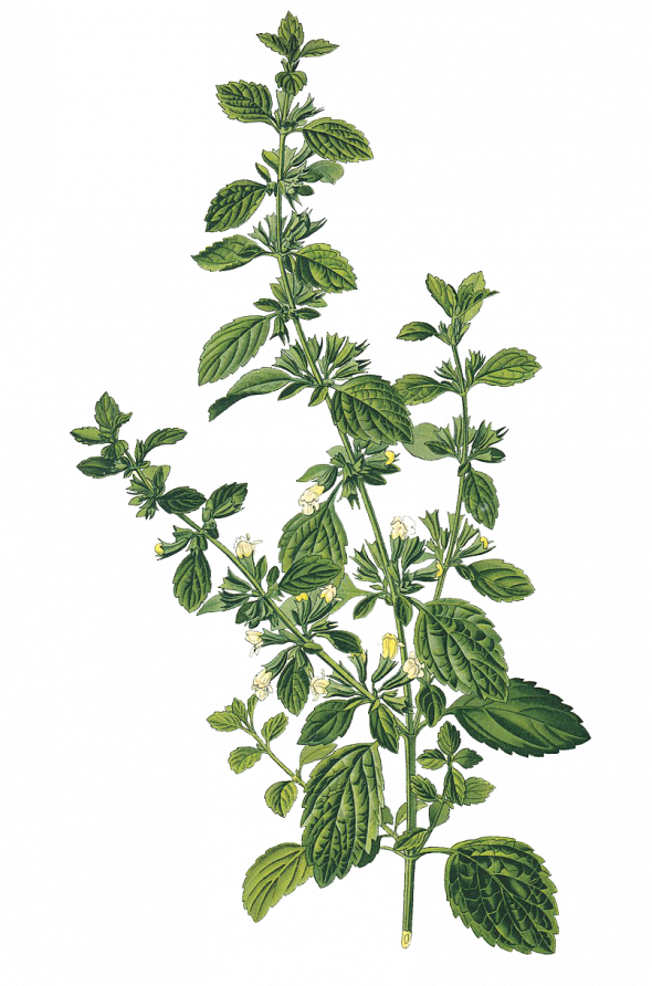 Mélisse officinale