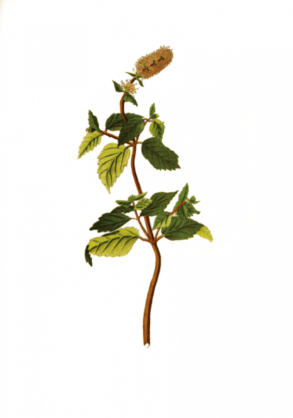 Menthe poivrée (mentha piperita)