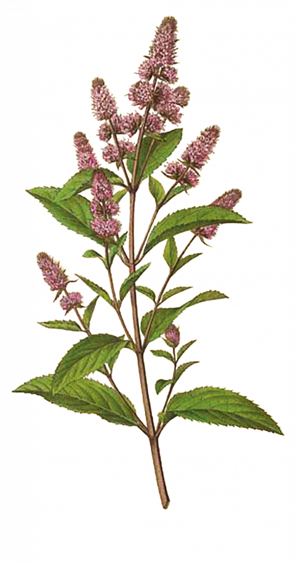 Menthe poivrée (Mentha Piperita)