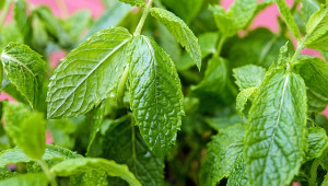 Menthe verte, Mentha spicata