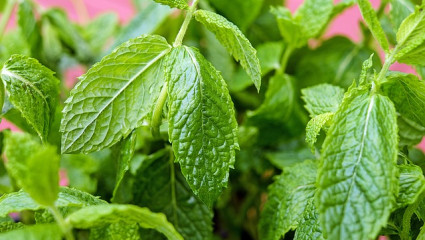 Menthe verte, Mentha spicata