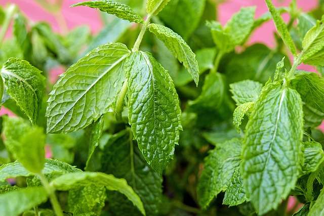 Menthe verte, Mentha spicata