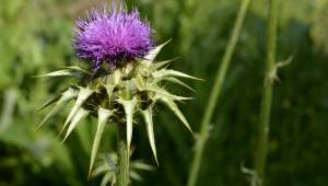 Chardon Marie (Silybum marianum)