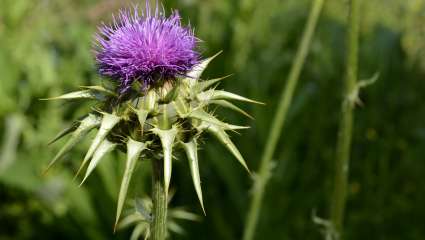 Chardon Marie (Silybum marianum)