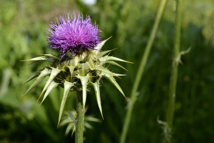 Chardon Marie (Silybum marianum)