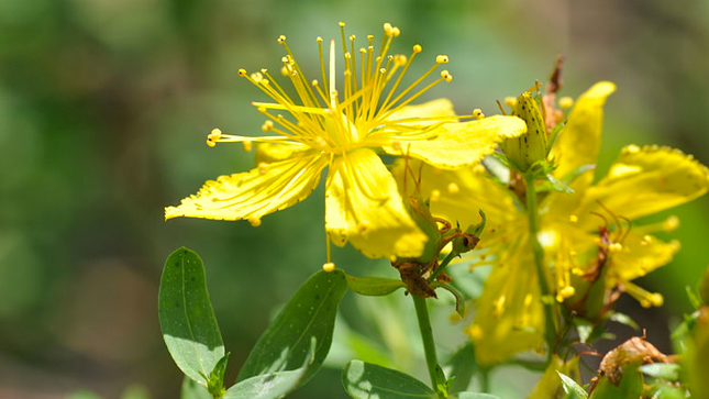 Du bon usage du millepertuis- Plantes et Santé