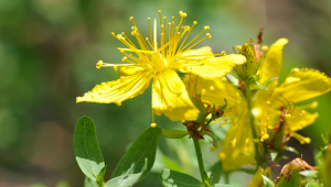 Millepertuis, Hypericum perforatum