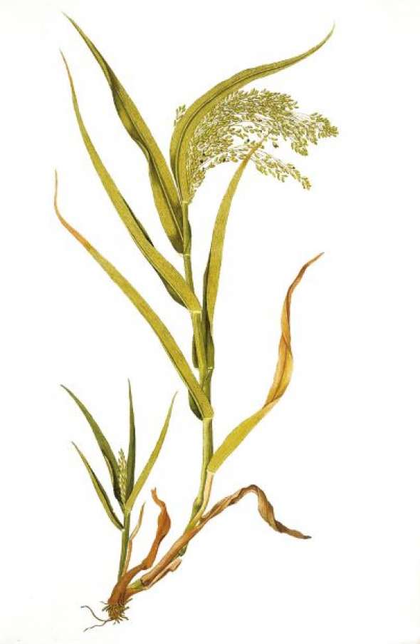 Millet commun (Panicum miliaceum)