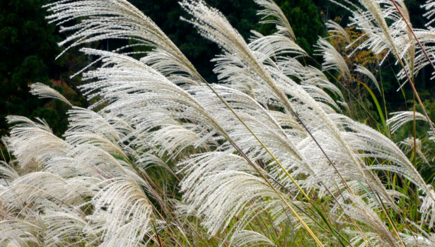 Miscanthus sinensis