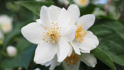 jasmin