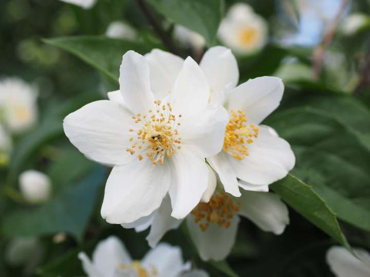 jasmin