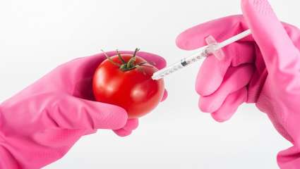 Les OGM