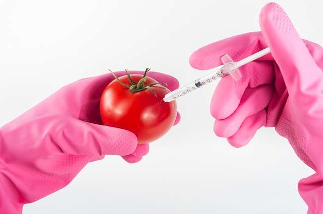 Les OGM